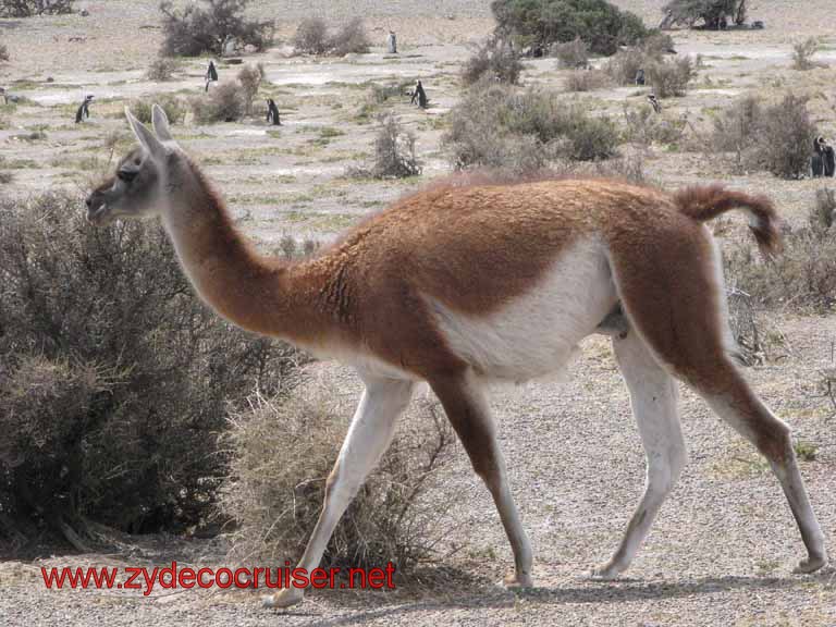 232: Carnival Splendor, Puerto Madryn, Penguins Paradise, Punta Tombo Tour - Guanaco