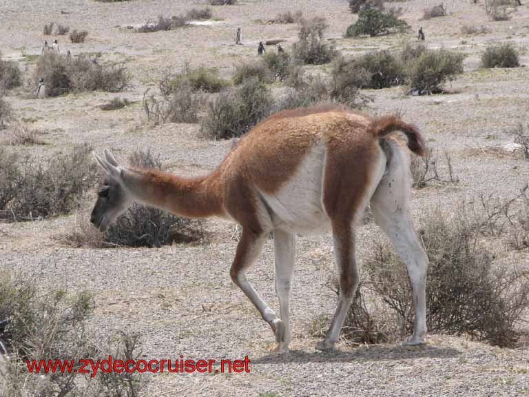 233: Carnival Splendor, Puerto Madryn, Penguins Paradise, Punta Tombo Tour - Guanaco