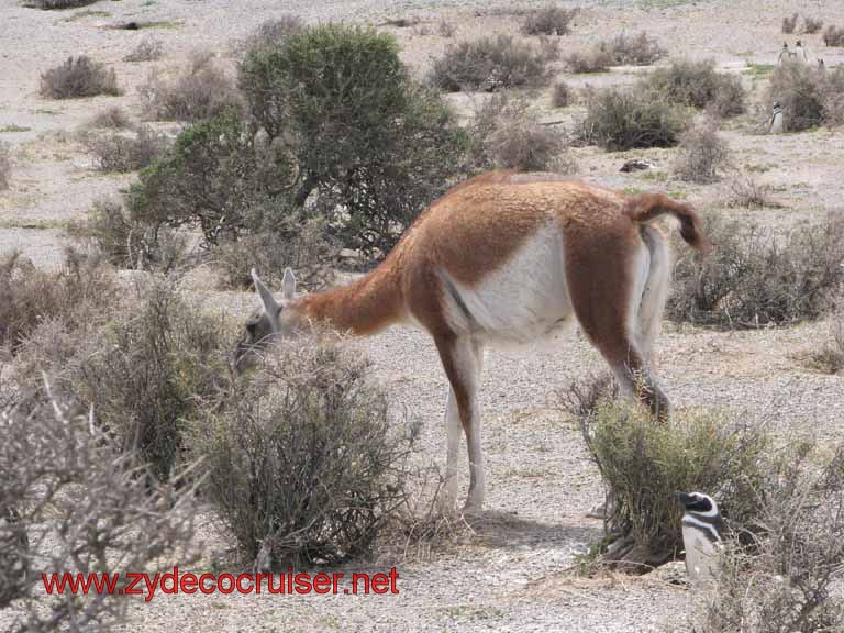 234: Carnival Splendor, Puerto Madryn, Penguins Paradise, Punta Tombo Tour - Guanaco