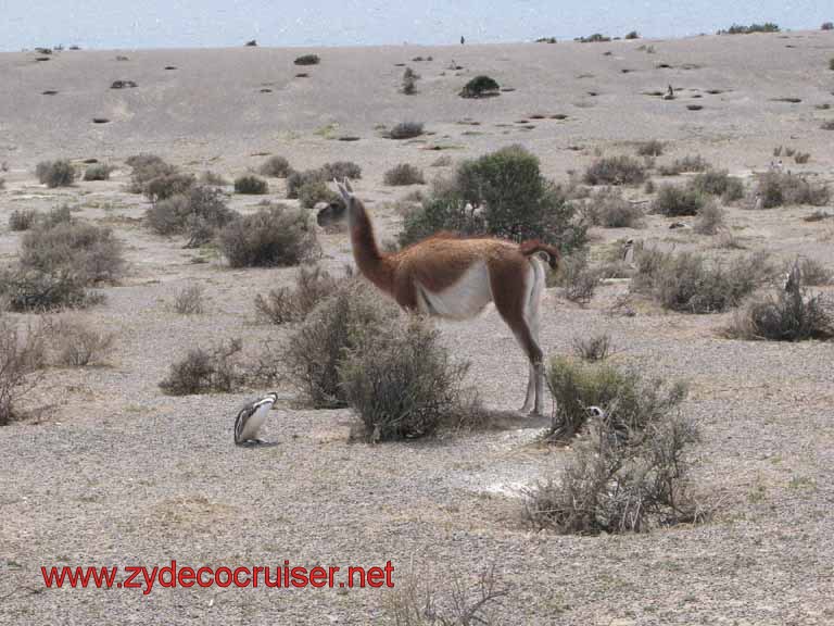 235: Carnival Splendor, Puerto Madryn, Penguins Paradise, Punta Tombo Tour - Guanaco