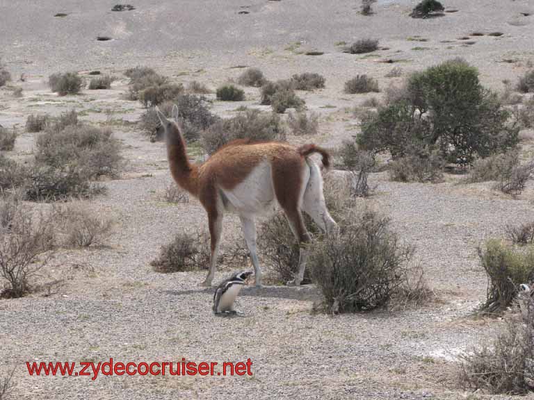 236: Carnival Splendor, Puerto Madryn, Penguins Paradise, Punta Tombo Tour - Guanaco