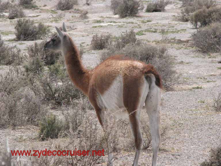 237: Carnival Splendor, Puerto Madryn, Penguins Paradise, Punta Tombo Tour - Guanaco