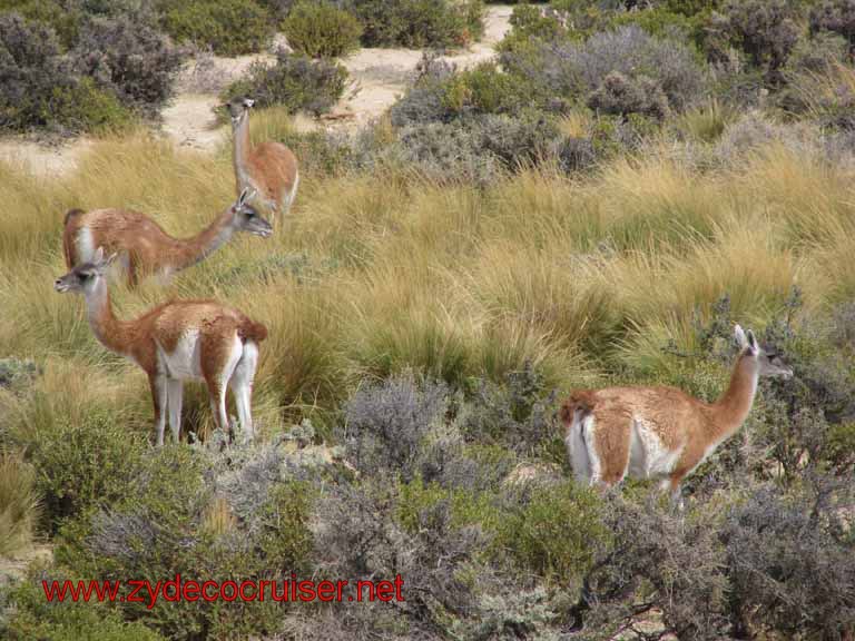 238: Carnival Splendor, Puerto Madryn, Penguins Paradise, Punta Tombo Tour - Guanaco