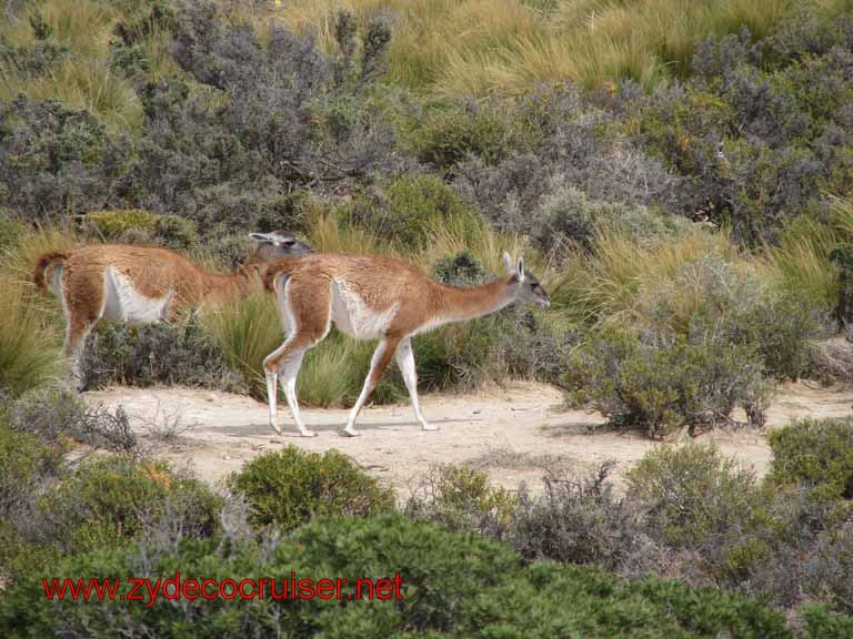 239: Carnival Splendor, Puerto Madryn, Penguins Paradise, Punta Tombo Tour - Guanaco