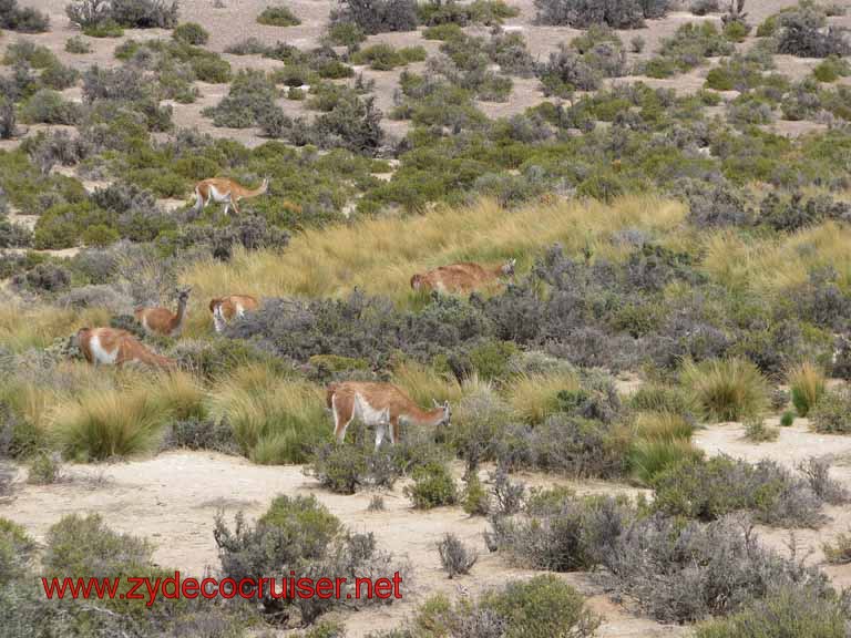 240: Carnival Splendor, Puerto Madryn, Penguins Paradise, Punta Tombo Tour - Guanacos