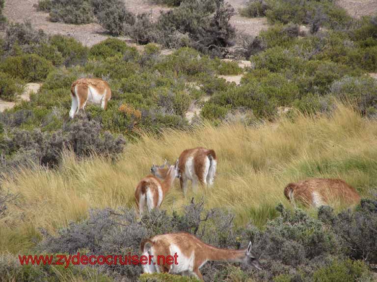 241: Carnival Splendor, Puerto Madryn, Penguins Paradise, Punta Tombo Tour - Guanaco