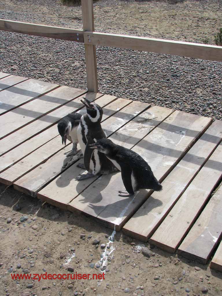 244: Carnival Splendor, Puerto Madryn, Penguins Paradise, Punta Tombo Tour - Magellanic penguins