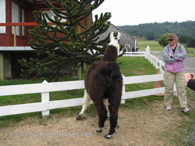 185: Carnival Splendor South America Cruise, Puerto Montt, Fruitillar, Lago Esmeralda, Osorno, 