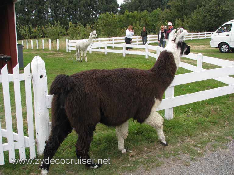 188: Carnival Splendor South America Cruise, Puerto Montt, Fruitillar, Lago Esmeralda, Osorno, 