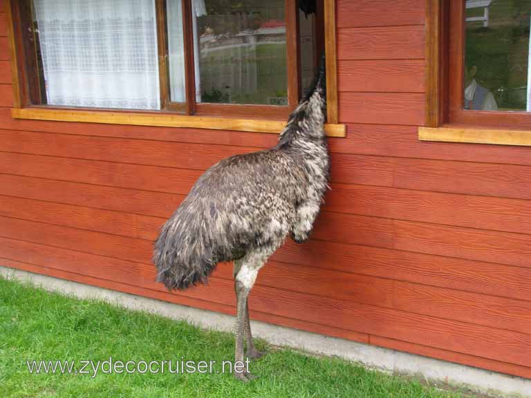 194: Carnival Splendor South America Cruise, Puerto Montt, Fruitillar, Lago Esmeralda, Osorno, 