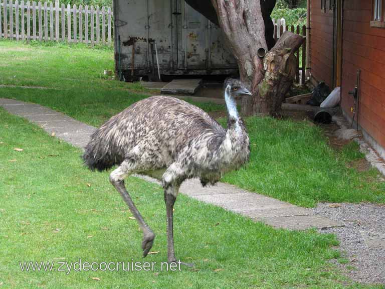 196: Carnival Splendor South America Cruise, Puerto Montt, Fruitillar, Lago Esmeralda, Osorno, 