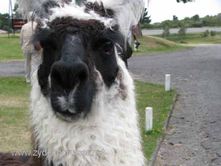 202: Carnival Splendor South America Cruise, Puerto Montt, Fruitillar, Lago Esmeralda, Osorno, 