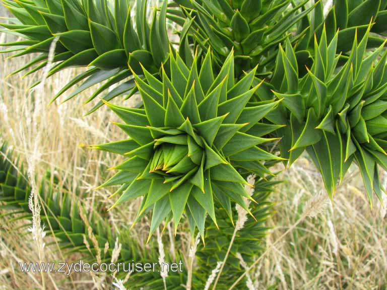 204: Carnival Splendor South America Cruise, Puerto Montt, Fruitillar, Lago Esmeralda, Osorno, 