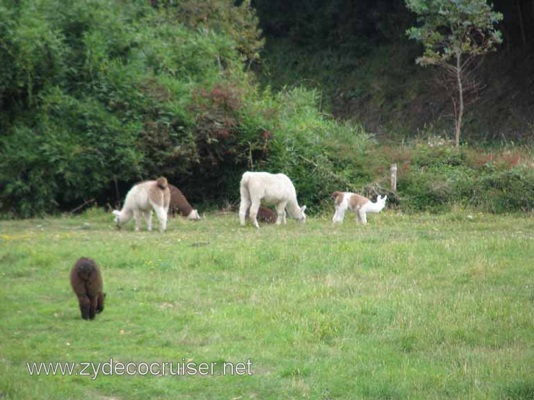 213: Carnival Splendor South America Cruise, Puerto Montt, Fruitillar, Lago Esmeralda, Osorno, 