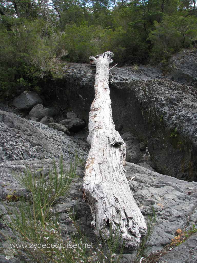 288: Carnival Splendor South America Cruise, Puerto Montt, Fruitillar, Lago Esmeralda, Osorno, 