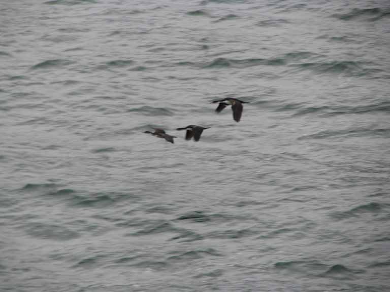 123: Carnival Splendor, South America Cruise, 