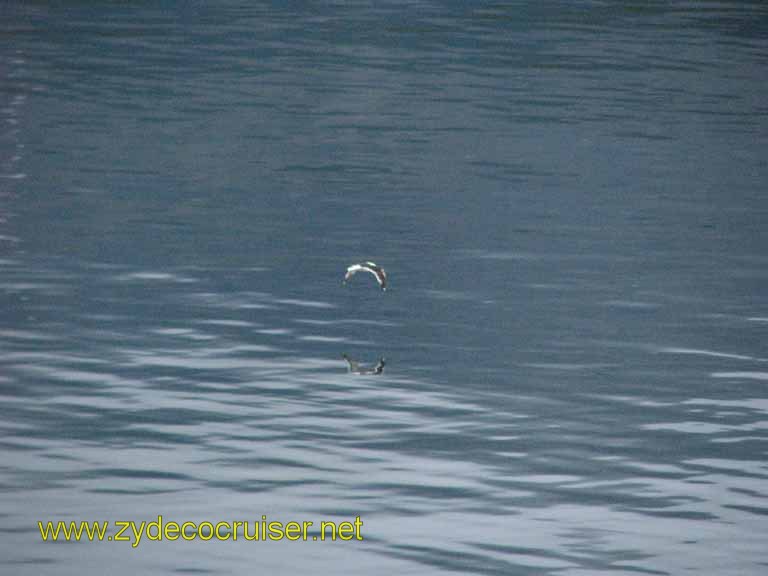 012: Carnival Splendor, Ushuaia, Tierra del Fuego, 