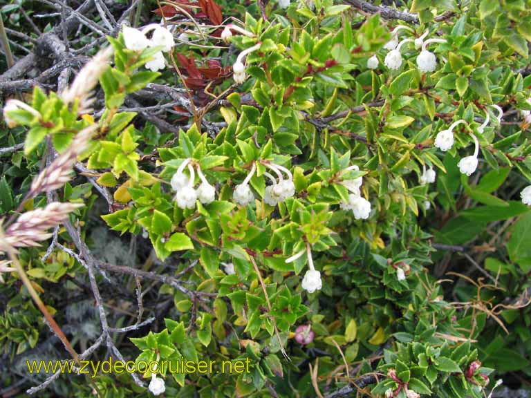 123: Carnival Splendor, Ushuaia, Tierra del Fuego, 