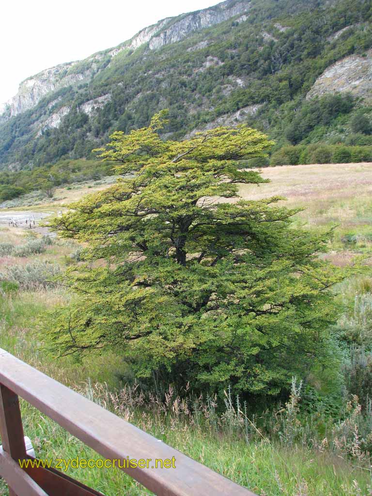 198: Carnival Splendor, Ushuaia, Tierra del Fuego, 