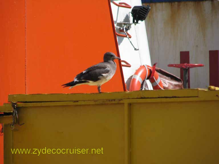 271: Carnival Splendor, Ushuaia, 