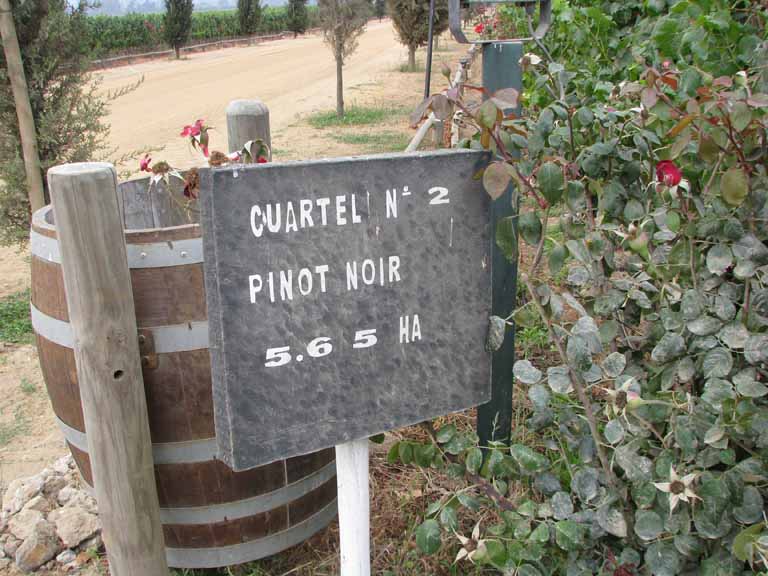 095: Carnival Splendor, 2009, Valparaiso-Santiago transfer, Wine, Horses, and Santiago tour, Pinot Noir grapes