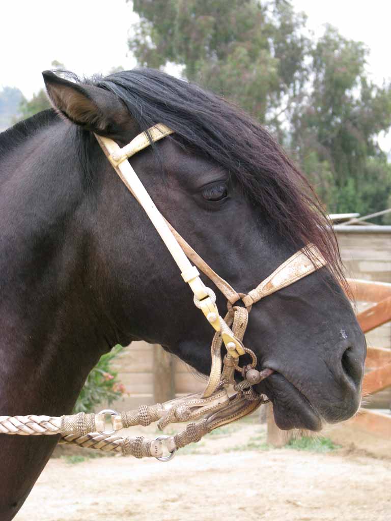 147: Carnival Splendor, 2009, Valparaiso-Santiago transfer, Wine, Horses, and Santiago tour, 