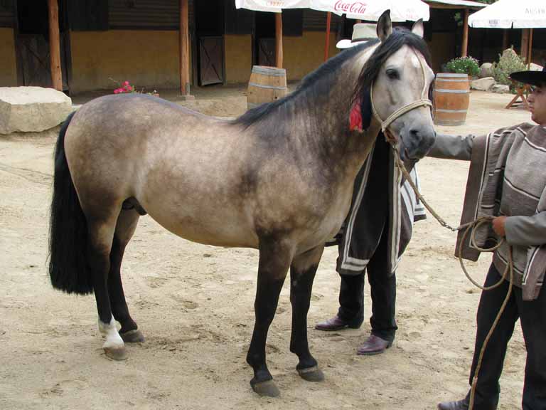 187: Carnival Splendor, 2009, Valparaiso-Santiago transfer, Wine, Horses, and Santiago tour, 