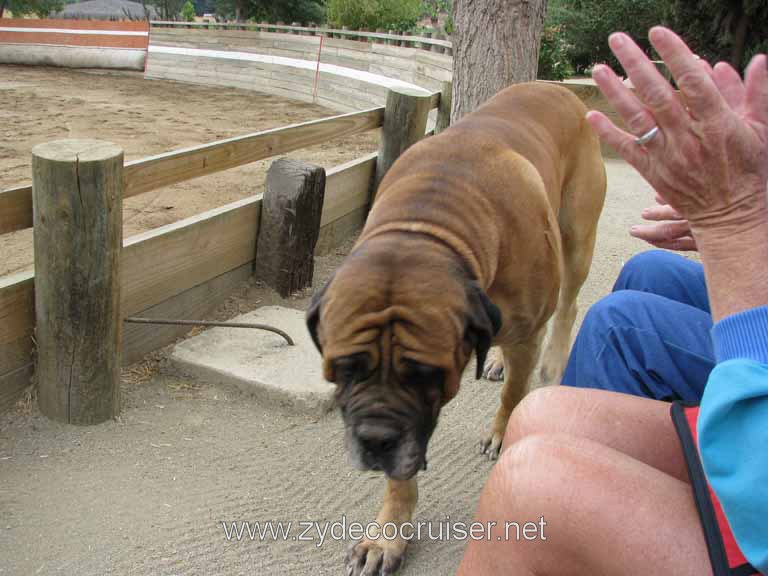 206: Carnival Splendor, 2009, Valparaiso-Santiago transfer, Wine, Horses, and Santiago tour, 