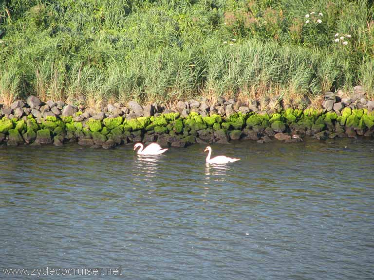 019: Carnival Splendor, Amsterdam, Swans