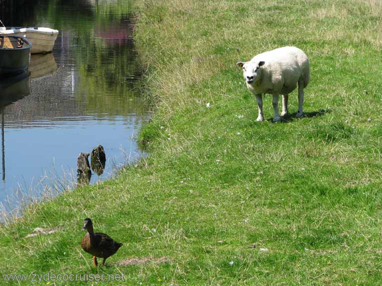 174: Carnival Splendor, Amsterdam, Marken and Voledam Excursion