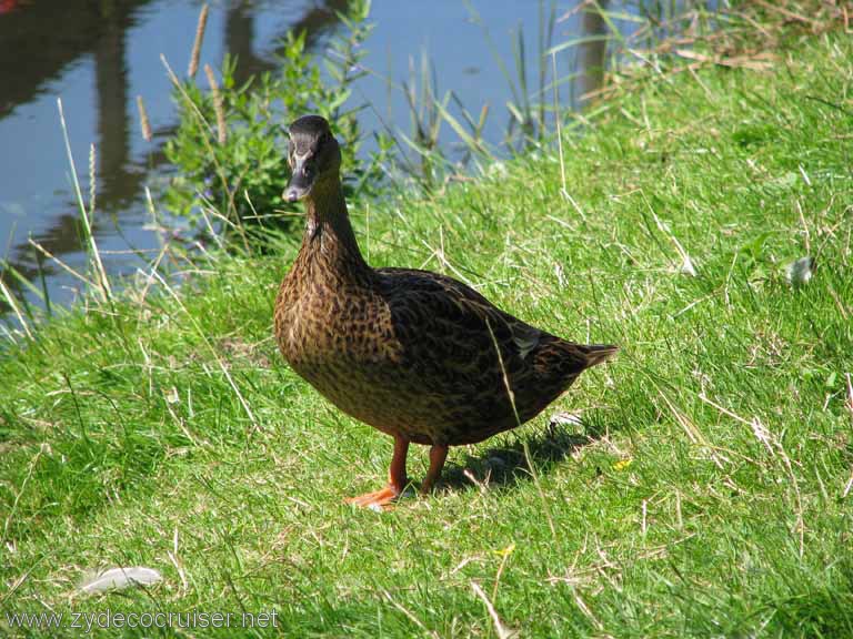 176: Carnival Splendor, Amsterdam, Marken and Voledam Excursion