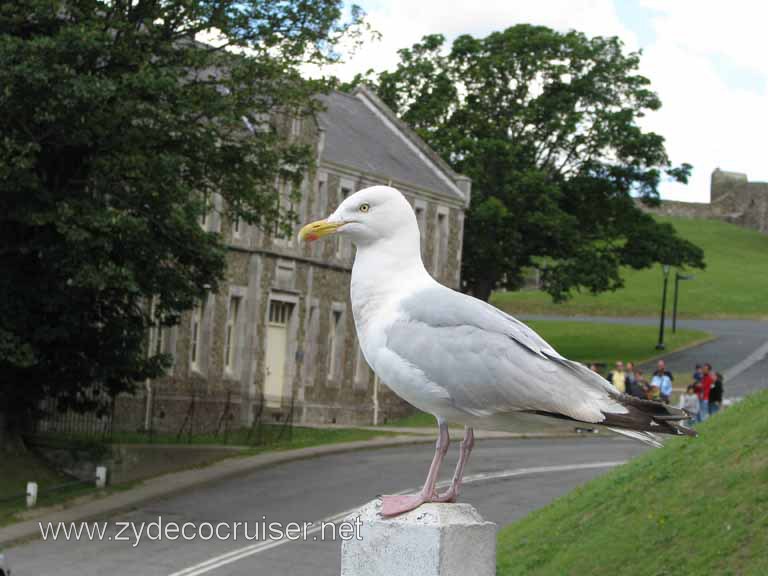 092: Carnival Splendor Inaugural Cruises, 2008, Dover, England