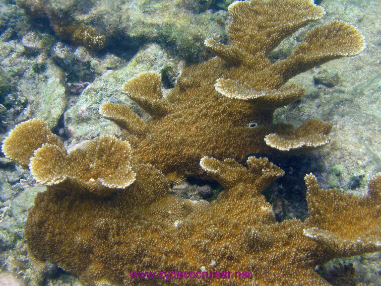 Snorkeling at Geoff's Caye, Belize