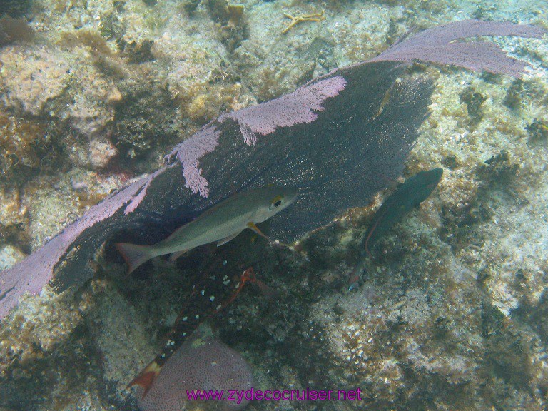 049: Carnival Valor, Belize, Goff's Caye