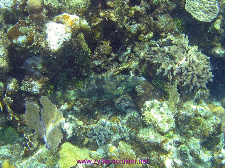 038: Carnival Valor, Roatan, Tabyana Beach, Snorkel, 