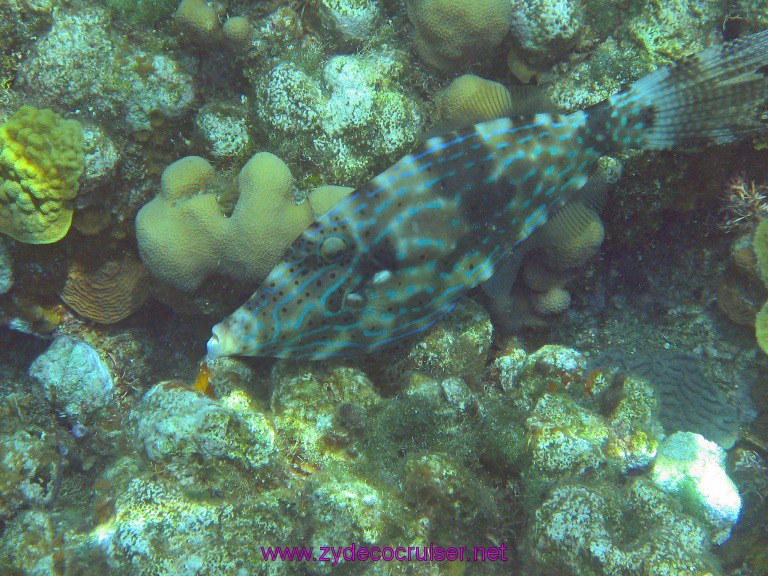 040: Carnival Valor, Roatan, Tabyana Beach, Snorkel, Filefish